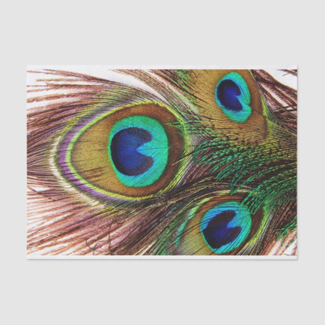 Peacock Feathers 4 Tissue Paper (Front)