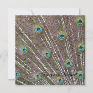 Peacock Feathers Birthday Invitation