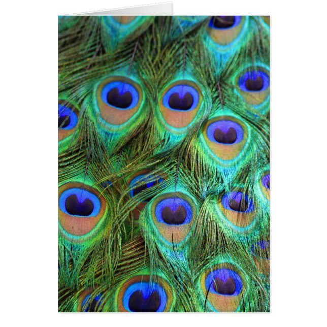 Peacock feathers blank card (Front)