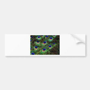 Peacock Feathers Bumper Sticker