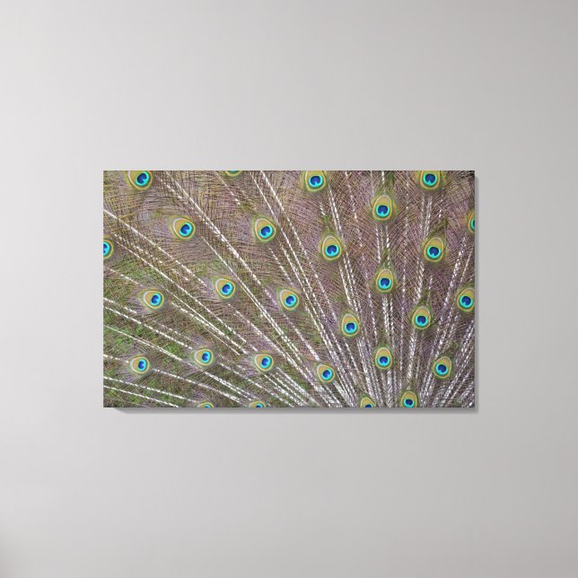 Peacock Feathers Canvas Print (Front)