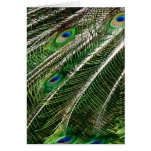 Peacock feathers card