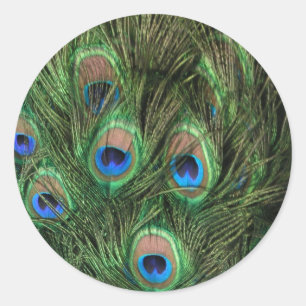 Peacock Feathers Classic Round Sticker