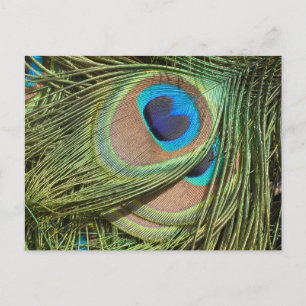 Peacock Feathers Close Up DIY Postcard