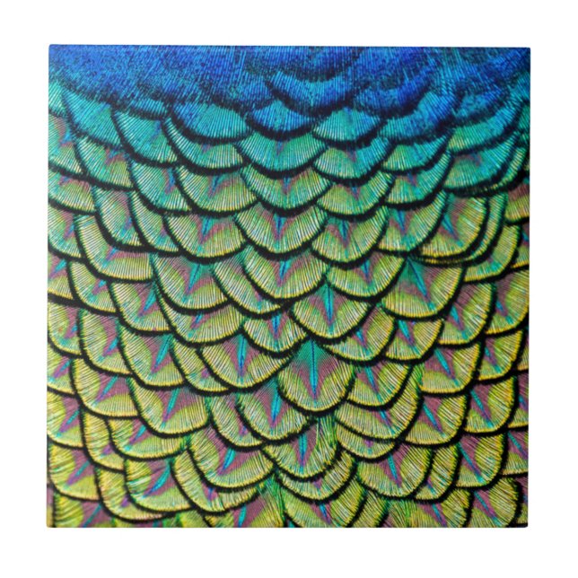Peacock Feathers Close Up in Art Deco Pattern Tile (Front)