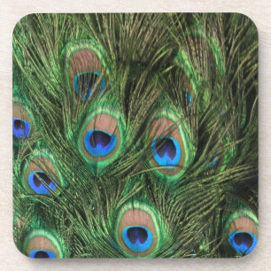 Peacock Feathers Coaster