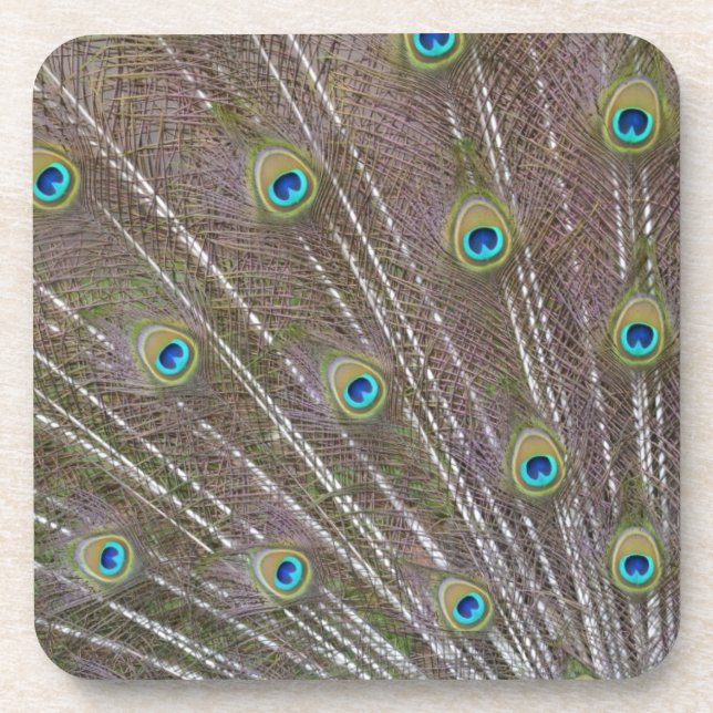 Peacock Feathers Coaster (Front)