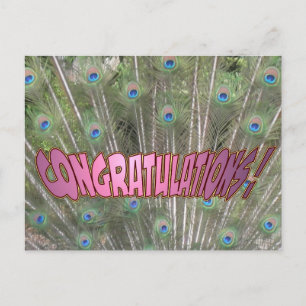 Peacock Feathers Congratulations Postcard Pink
