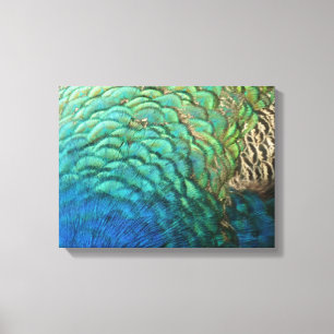 Peacock Feathers I Colourful Abstract Nature Desig Canvas Print