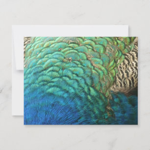 Peacock Feathers I Colourful Abstract Nature Desig Card