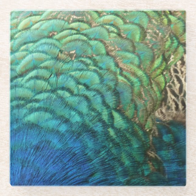 Peacock Feathers I Colourful Abstract Nature Desig Glass Coaster (Front)