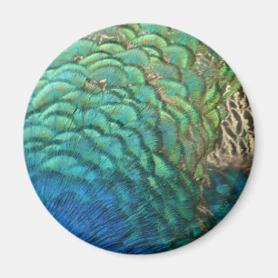 Peacock Feathers I Colourful Abstract Nature Desig Magnet