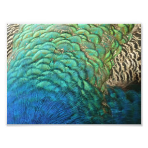 Peacock Feathers I Colourful Abstract Nature Desig Photo Print