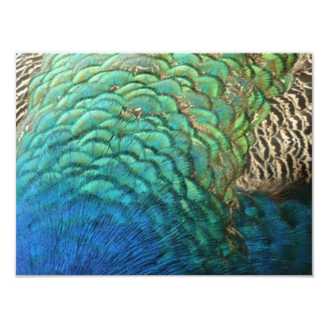 Peacock Feathers I Colourful Abstract Nature Desig Photo Print (Front)