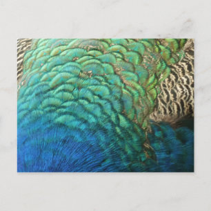 Peacock Feathers I Colourful Abstract Nature Desig Postcard