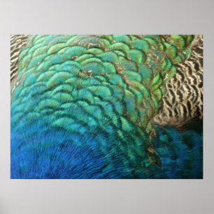 Peacock Feathers I Colourful Abstract Nature Desig Poster