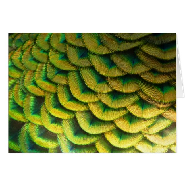 Peacock Feathers II Colourful Nature (Front Horizontal)