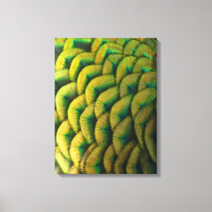 Peacock Feathers II Colourful Nature Canvas Print