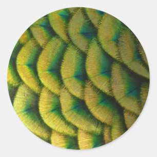 Peacock Feathers II Colourful Nature Classic Round Sticker