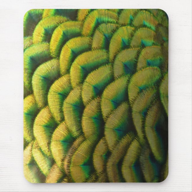 Peacock Feathers II Colourful Nature Mouse Mat (Front)