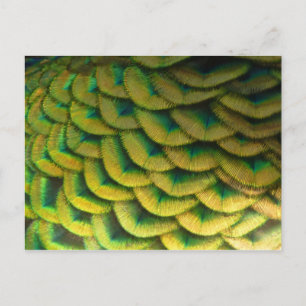 Peacock Feathers II Colourful Nature Postcard