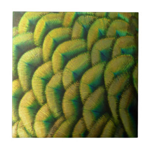 Peacock Feathers II Colourful Nature Tile