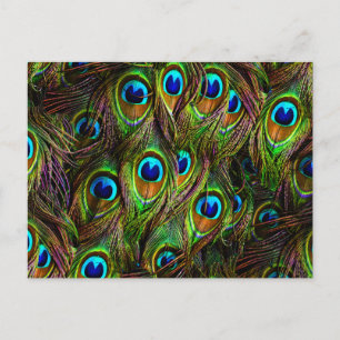 Peacock Feathers Invasion Postcard