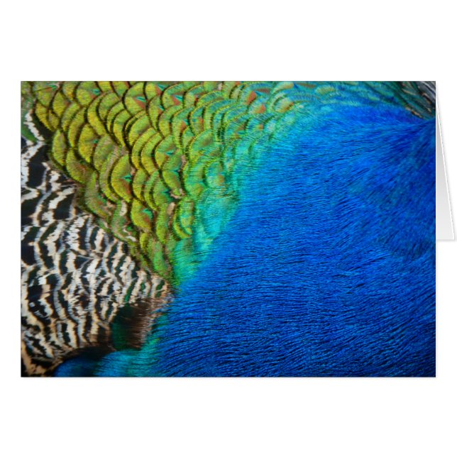 Peacock Feathers IV Colourful Abstract Nature (Front Horizontal)