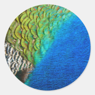 Peacock Feathers IV Colourful Abstract Nature Classic Round Sticker