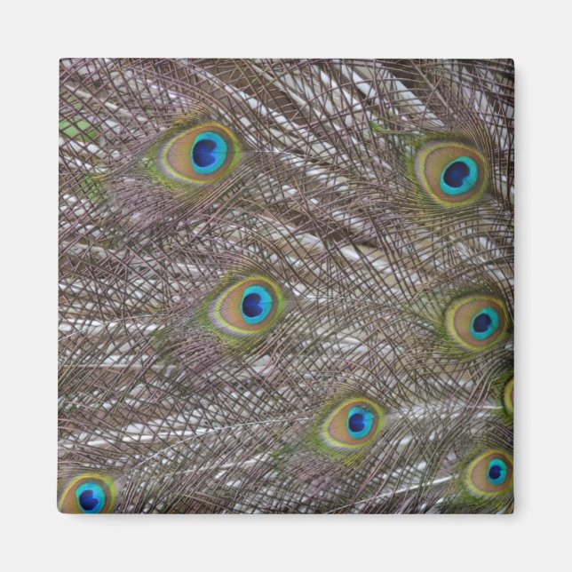 Peacock Feathers Magnet (Front)
