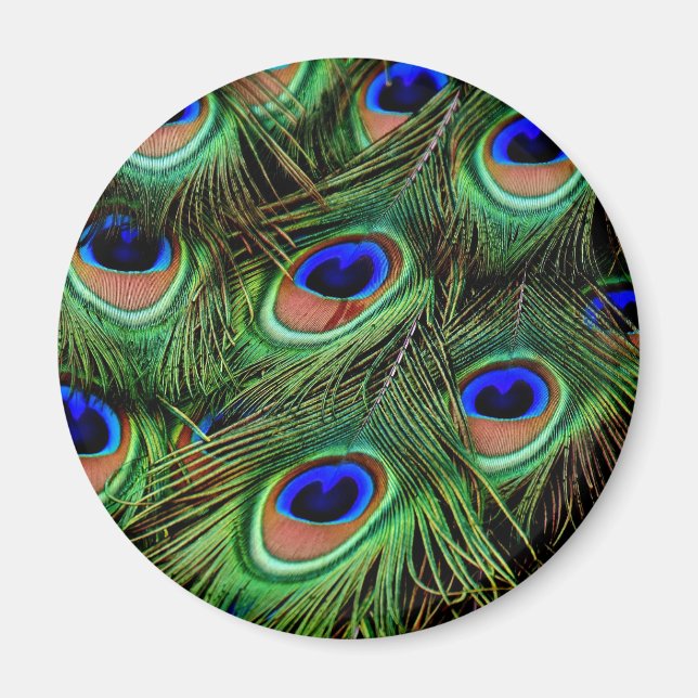 Peacock Feathers Magnet (Front)