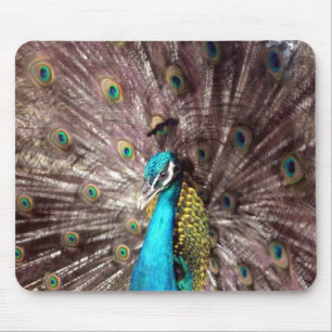 peacock feathers mouse mat