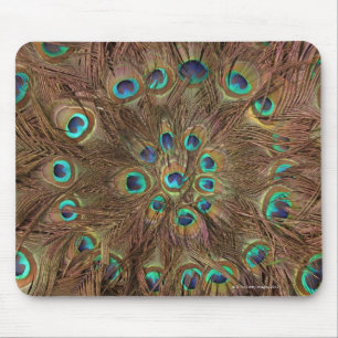 Peacock feathers mouse mat
