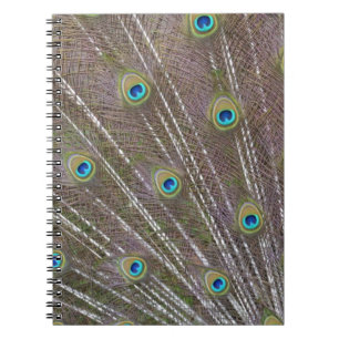 Peacock Feathers Notebook