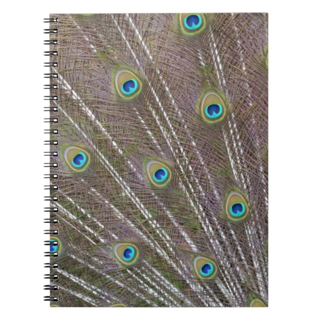 Peacock Feathers Notebook (Front)
