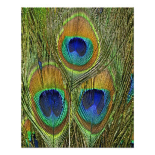 Peacock Feathers Photo Print