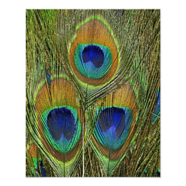 Peacock Feathers Photo Print (Front)