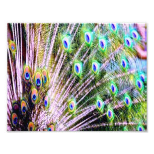 Peacock Feathers Photo Print