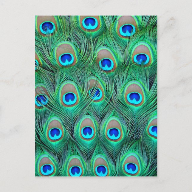 Peacock Feathers Postcard (Front)