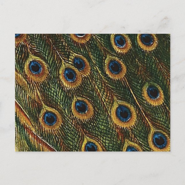 Peacock Feathers Postcard (Front)