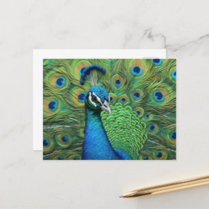 Peacock Feathers Postcard