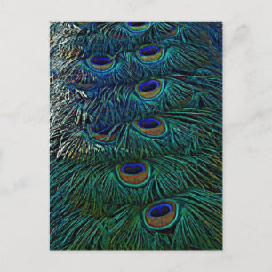 Peacock Feathers Postcard