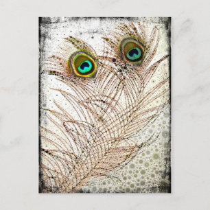 Peacock Feathers Postcard