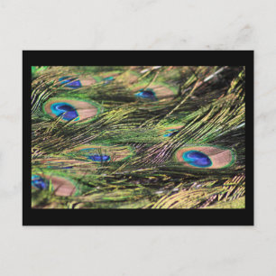 Peacock feathers postcard