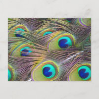 Peacock Feathers