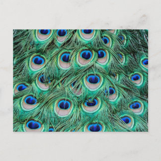 Peacock Feathers Postcard
