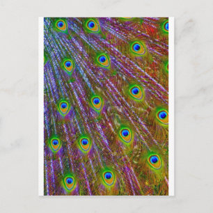 Peacock Feathers Postcard