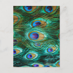 PEACOCK FEATHERS POSTCARD