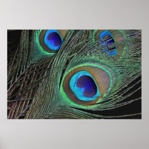 Peacock Feathers Poster -36x24 -smaller available