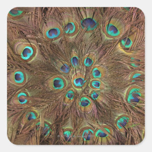 Peacock feathers square sticker